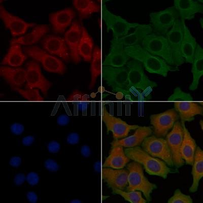 ANGPTL7 Antibody - DF3778 staining Hela cells by IF/ICC.