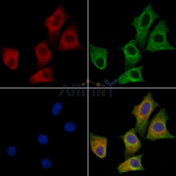CCDC45 Antibody - DF3956 staining HepG2 cells by IF/ICC.