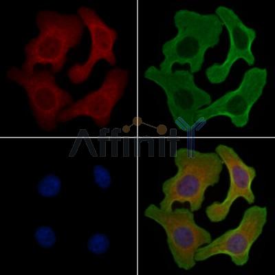 POFUT1 Antibody - DF4084 staining Hela cells by IF/ICC.