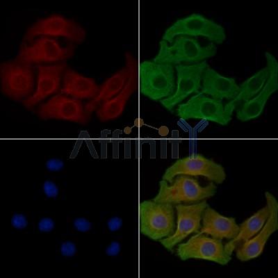 LDLRAD2 Antibody - DF4144 staining Hela cells by IF/ICC.