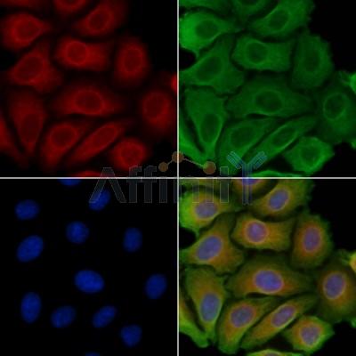 PGRMC2 Antibody - DF4158 staining Hela cells by IF/ICC.