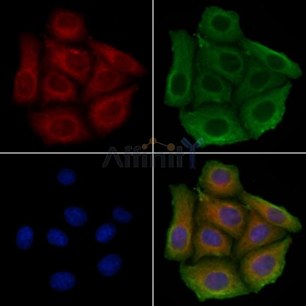 NXPH3 Antibody - DF4231 staining Hela cells by IF/ICC.