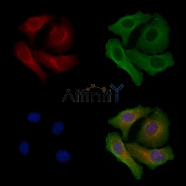 NMU Antibody - DF4238 staining Hela cells by IF/ICC.
