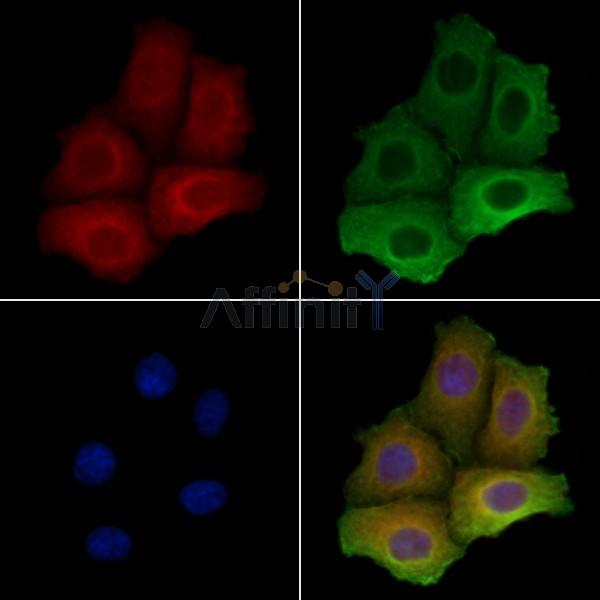 SYTL4 Antibody - DF4555 staining Hela cells by IF/ICC.