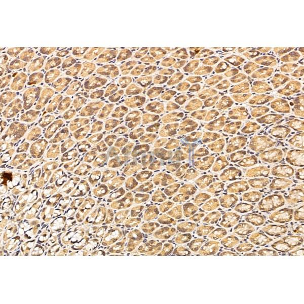 SirT1 Antibody - DF6033 at 1/100 staining Rat stomach tissue by IHC-P.