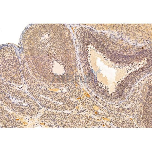 SirT1 Antibody - DF6033 at 1/100 staining Rat ovary tissue by IHC-P.