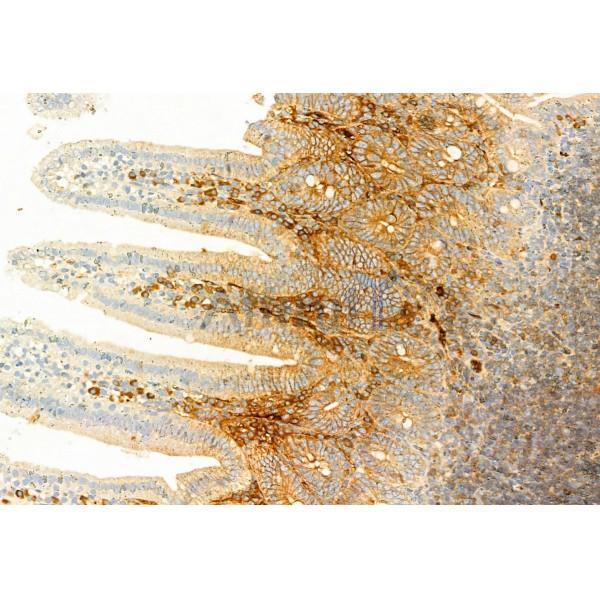 IL6 Antibody - DF6087 at 1/100 staining Mouse colon tissue by IHC-P.