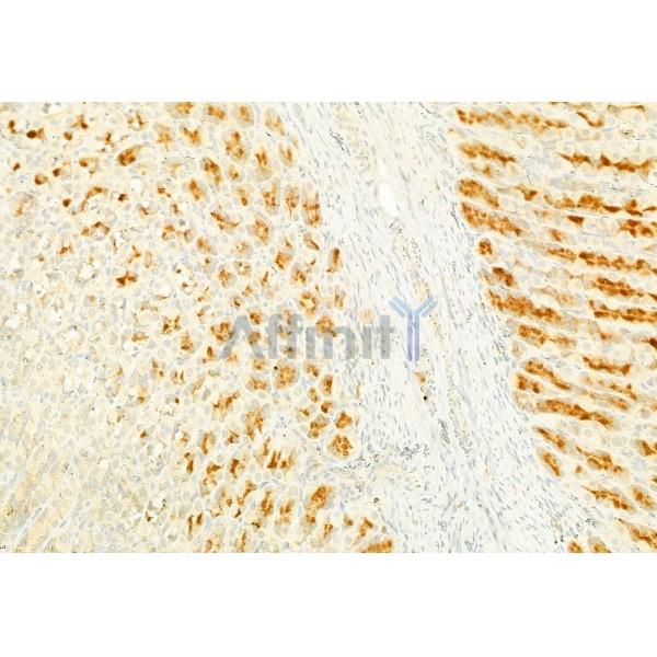 S100A4 Antibody - DF6516 at 1/100 staining Rat stomach tissue by IHC-P.