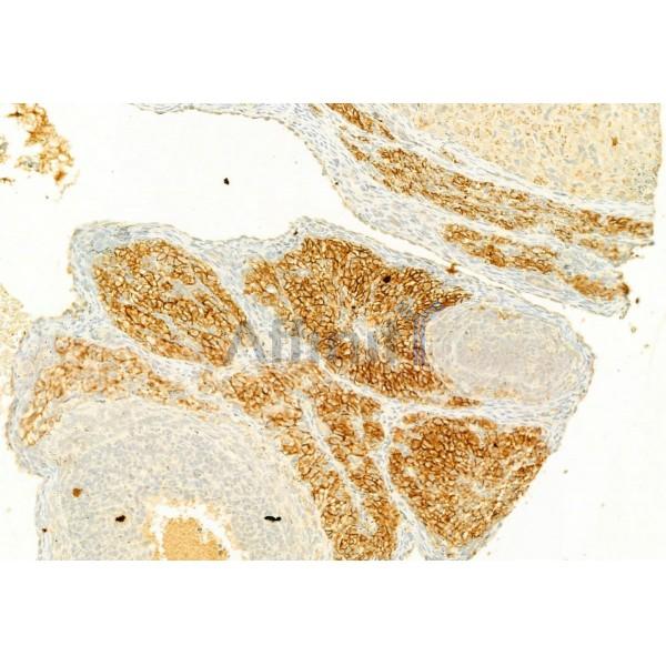 S100A4 Antibody - DF6516 at 1/100 staining Rat ovary tissue by IHC-P.
