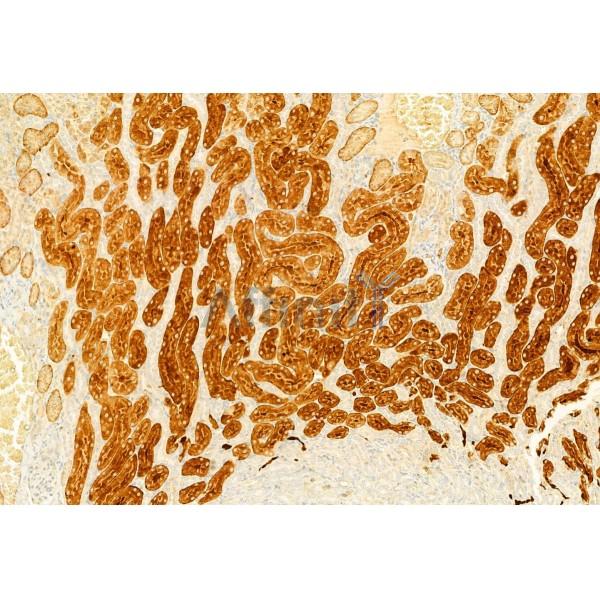 S100A4 Antibody - DF6516 at 1/100 staining Rat kidney tissue by IHC-P.