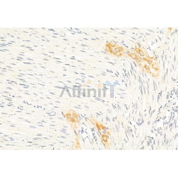 DRP1 Antibody - DF7037 at 1/100 staining Rat stomach tissue by IHC-P.