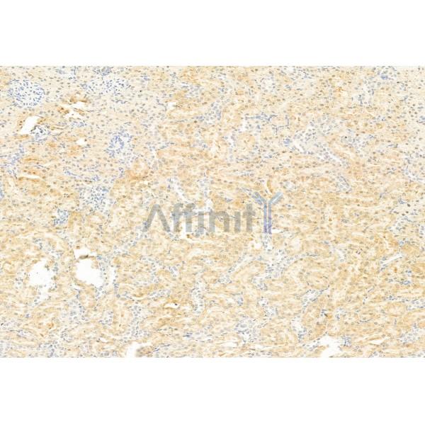DRP1 Antibody - DF7037 at 1/100 staining Rat kidney tissue by IHC-P.