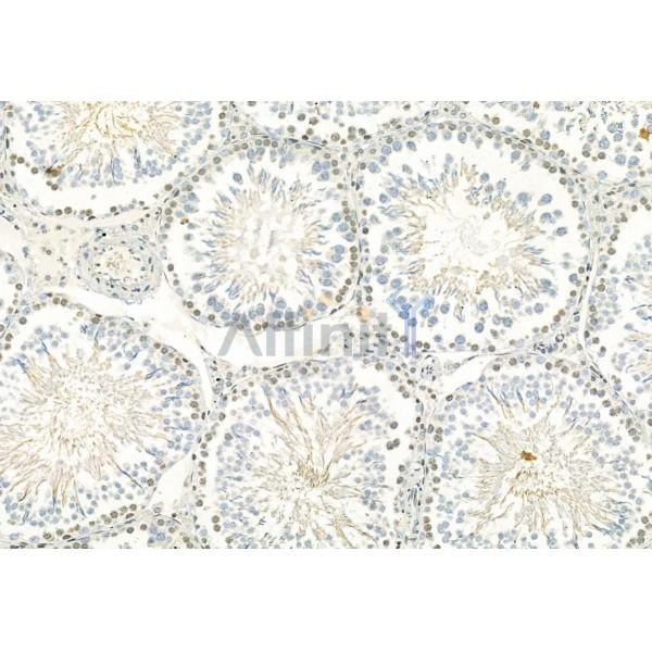PARP1 Antibody - DF7198 at 1/100 staining Rat testis tissue by IHC-P.
