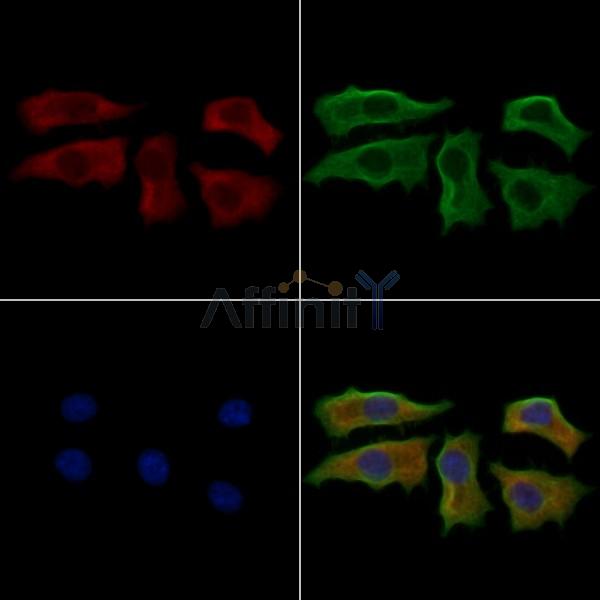 SIGMAR1 Antibody - DF7363 staining HepG2 cells by IF/ICC.