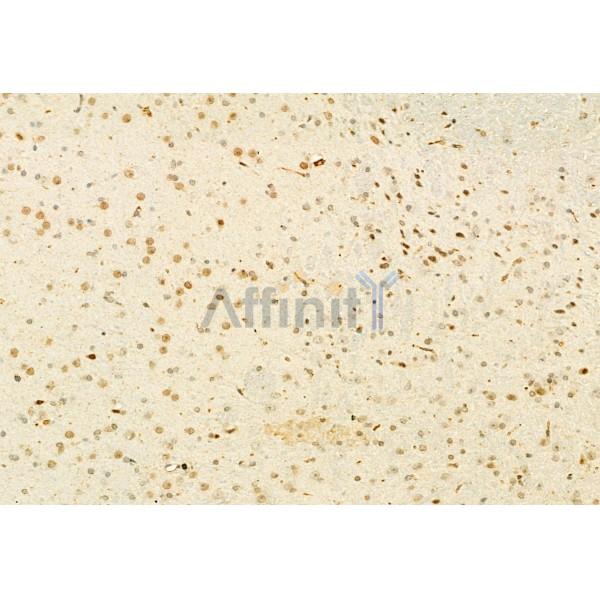 MUC2 Antibody - DF8390 at 1/100 staining Mouse brain tissue by IHC-P.