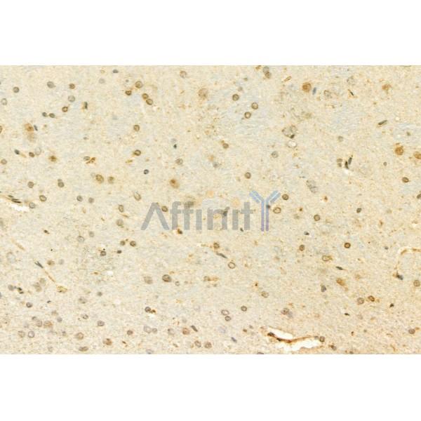 MUC2 Antibody - DF8390 at 1/100 staining Rat brain tissue by IHC-P.