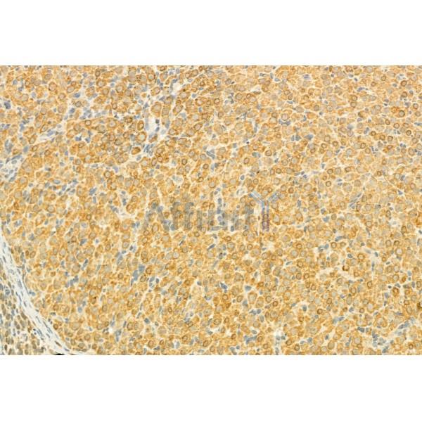 MUC2 Antibody - DF8390 at 1/100 staining Rat ovary tissue by IHC-P.