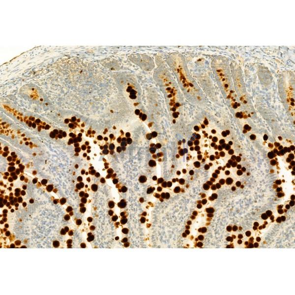 MUC2 Antibody - DF8390 at 1/100 staining Rat colon tissue by IHC-P.