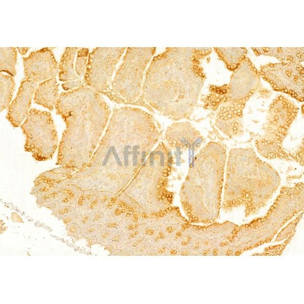 Ameloblastin Antibody - DF8503 at 1/100 staining Rat colon tissue by IHC-P.