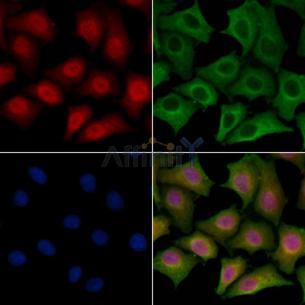 SPZ1 Antibody - DF8866 staining HepG2 cells by IF/ICC.