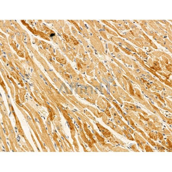 HIF1A Antibody - AF1009 at 1/100 staining Rat heart tissue by IHC-P.