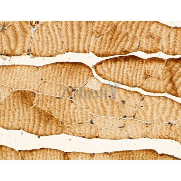HIF1A Antibody - AF1009 at 1/100 staining Mouse muscle tissue by IHC-P.