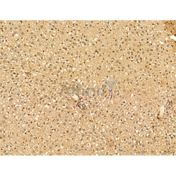 HIF1A Antibody - AF1009 at 1/100 staining Rat liver tissue by IHC-P.