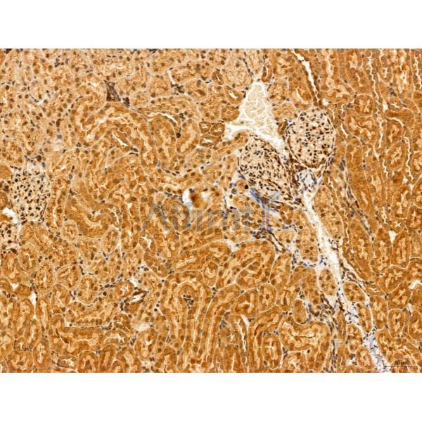 HIF1A Antibody - AF1009 at 1/100 staining Rat kidney tissue by IHC-P.