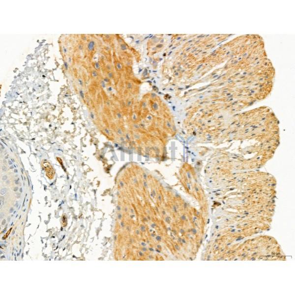 TGFBR1 Antibody - AF5347 at 1/100 staining Mouse stomach tissue by IHC-P.