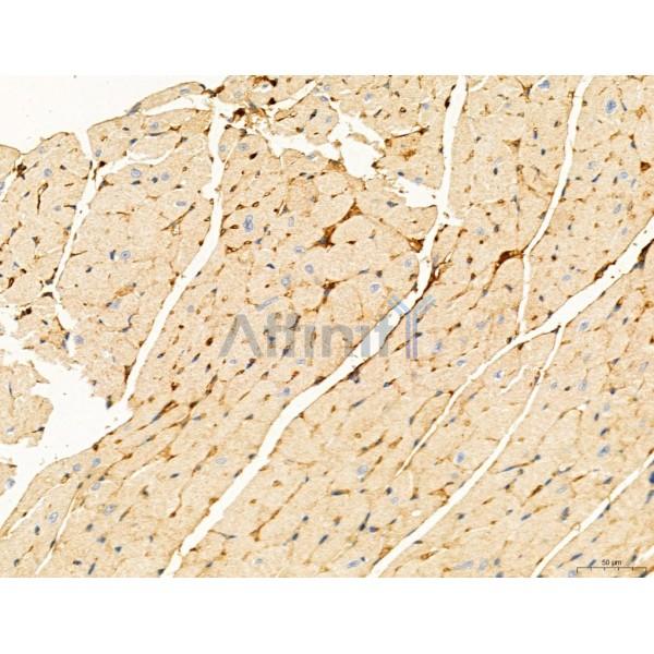 TGFBR1 Antibody - AF5347 at 1/100 staining Mouse heart tissue by IHC-P.
