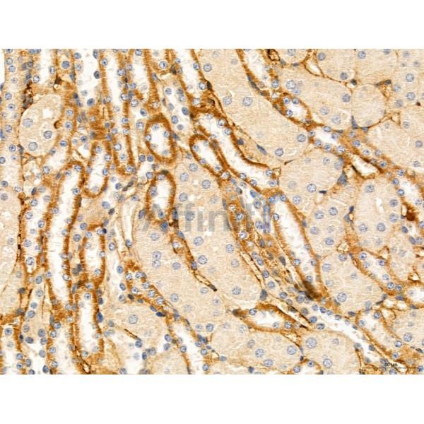 TGFBR1 Antibody - AF5347 at 1/100 staining Mouse kidney tissue by IHC-P.