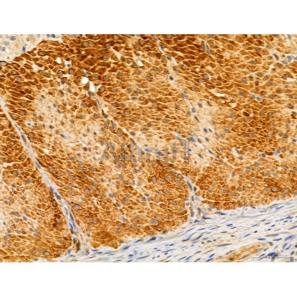 TGFBR1 Antibody - AF5347 at 1/100 staining Rat stomach tissue by IHC-P.