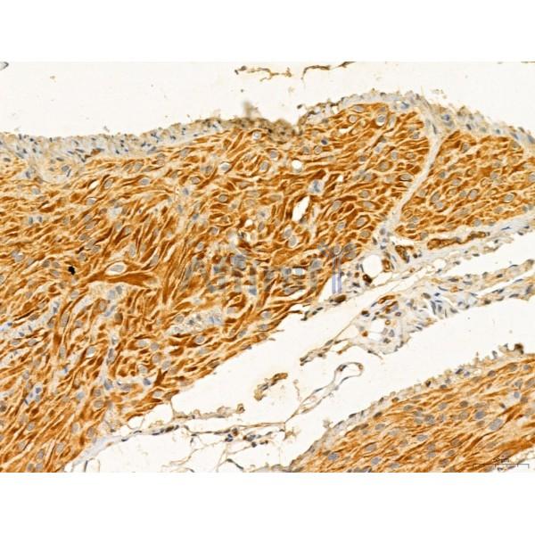 TGFBR1 Antibody - AF5347 at 1/100 staining Rat ovary tissue by IHC-P.