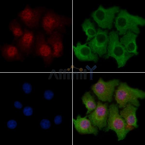 NF kappaB p100/p52 Antibody - AF6373 staining HepG2 cells by IF/ICC.