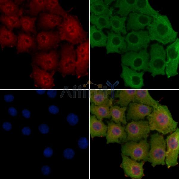NCoA2 Antibody - AF7894 staining HepG2 cells by IF/ICC.