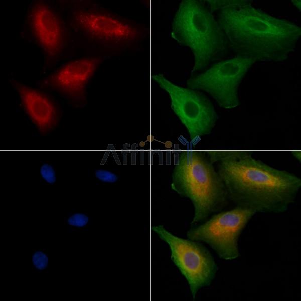 Centrobin Antibody - AF9040 staining  by IF/ICC.
