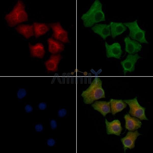 CEP152 Antibody - AF9041 staining HepG2 cells by IF/ICC.