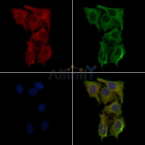 Peropsin Antibody - AF9153 staining HepG2 cells by IF/ICC.