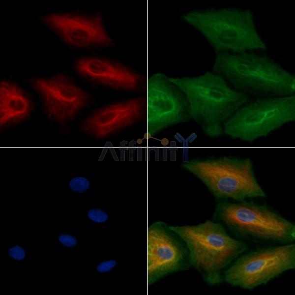 Rab11-FIP4 Antibody - AF9175 staining A549 cells by IF/ICC.