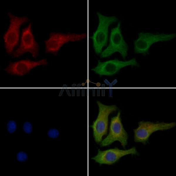 CCBE1 Antibody - DF10092 staining HepG2 cells by IF/ICC.