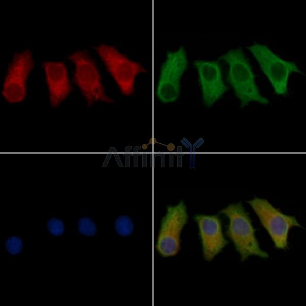 GRIP2 Antibody - DF10105 staining HepG2 cells by IF/ICC.