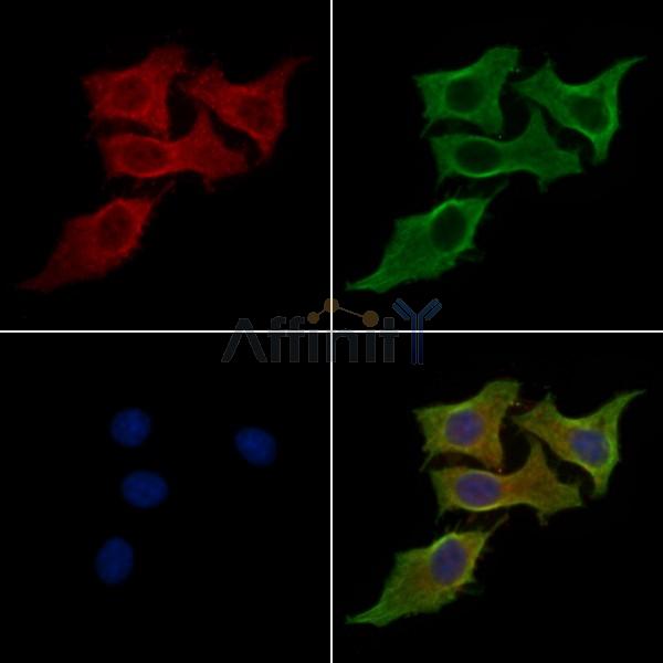 OPTC Antibody - DF10169 staining HepG2 cells by IF/ICC.