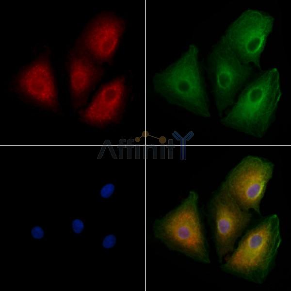 OR10H5 Antibody - DF10224 staining A549 cells by IF/ICC.