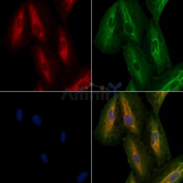 OR2T4 Antibody - DF10248 staining A549 cells by IF/ICC.