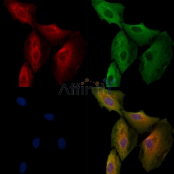 OR5T3 Antibody - DF10256 staining A549 cells by IF/ICC.