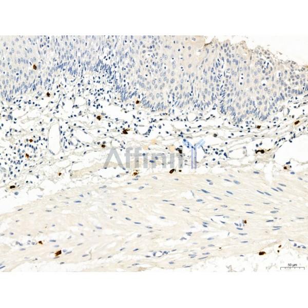 PDLIM7 Antibody - DF12130 at 1/100 staining Mouse lung tissue by IHC-P.