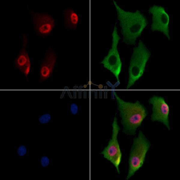 MAFK Antibody - DF13483 staining A549 cells by IF/ICC.