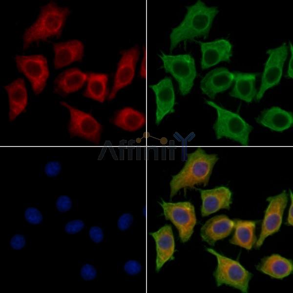 BIN2 Antibody - DF2479 staining HepG2 cells by IF/ICC.