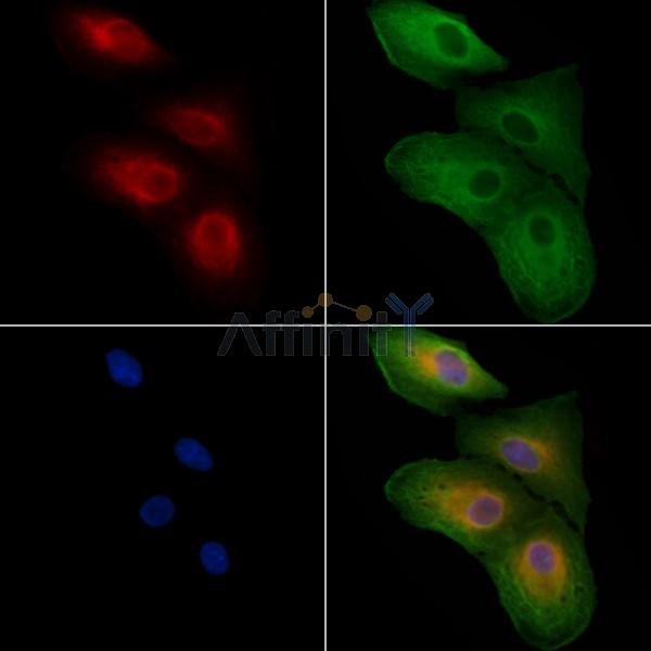 APBA3 Antibody - DF3768 staining A549 cells by IF/ICC.