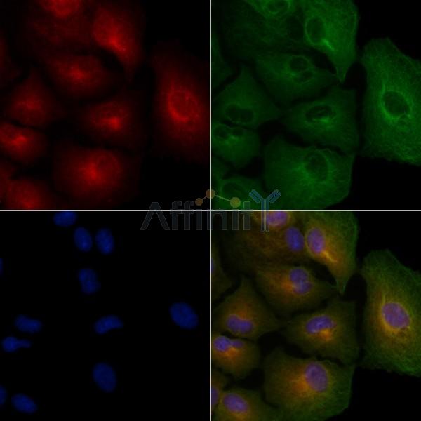 BMP10 Antibody - DF3847 staining A549 cells by IF/ICC.
